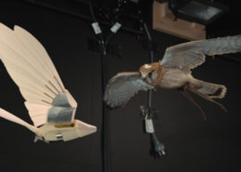 Robotic bird helps uncover the mysteries of flight turbulence