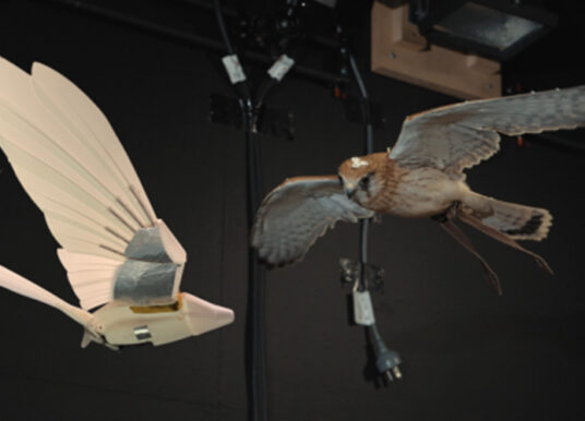 Robotic bird helps uncover the mysteries of flight turbulence